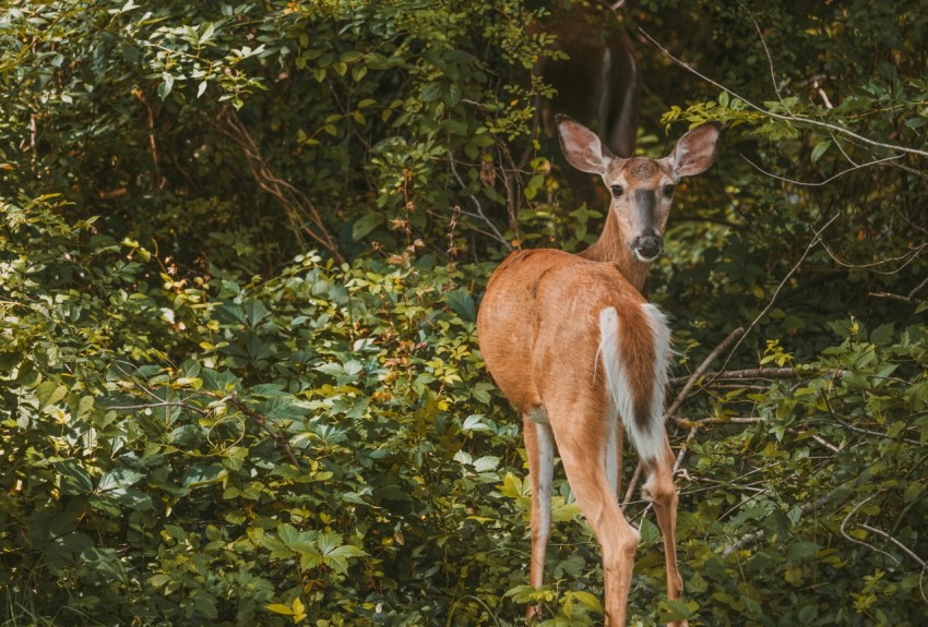 deer in the forest