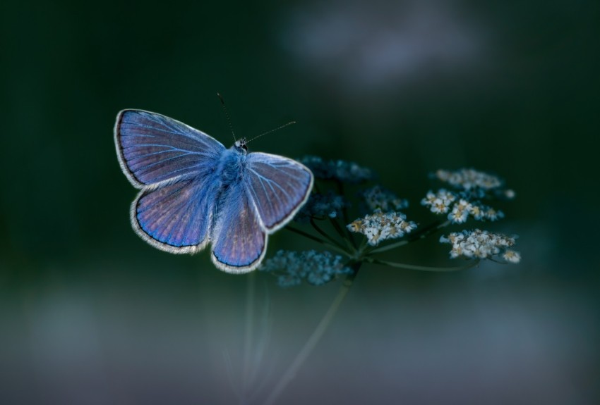 a blue butterfly sitting on top of a flower