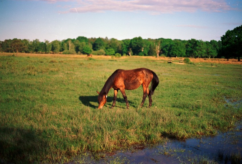 a horse grazing in a field with a stream running through it