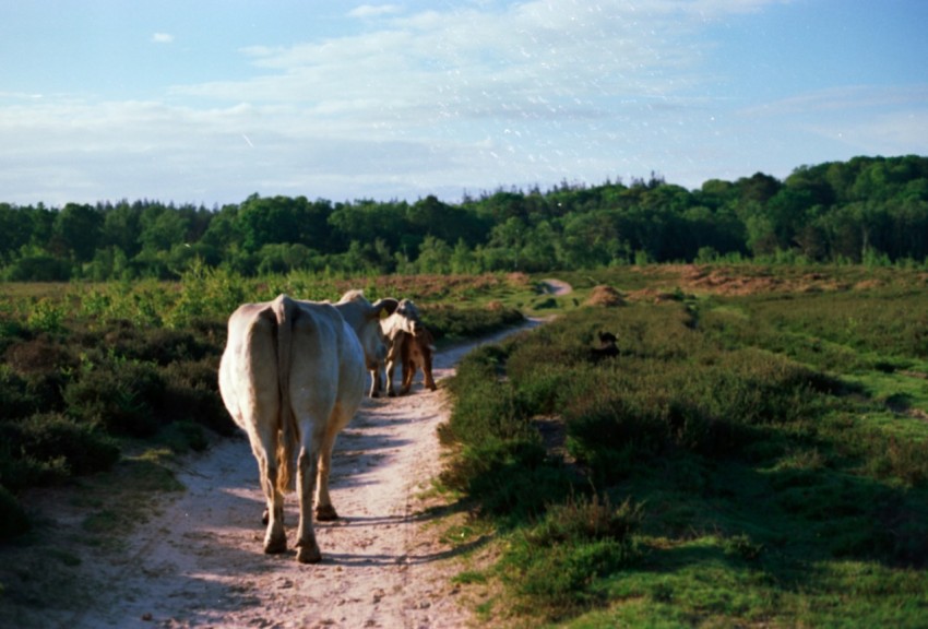 a couple of cows walking down a dirt road