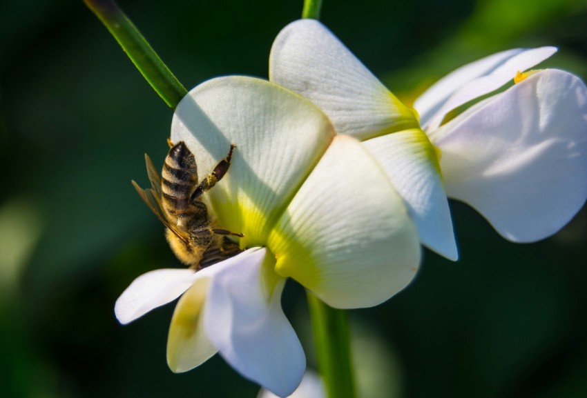 a bee sitting on top of a white flower M5vZ_n