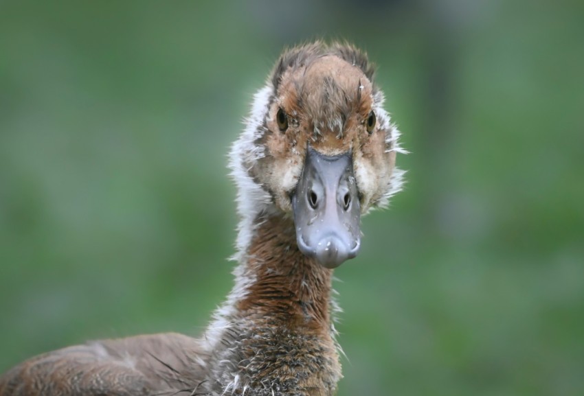 a close up of a bird with a blurry background