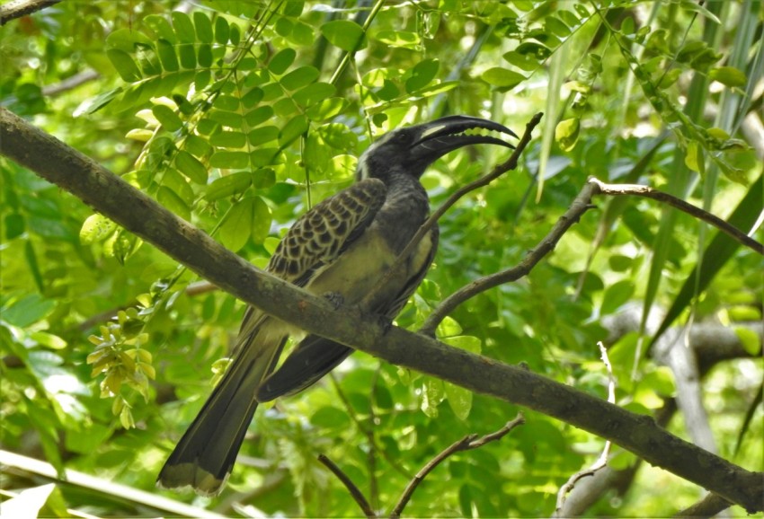 black and white bird on tree branch during daytime