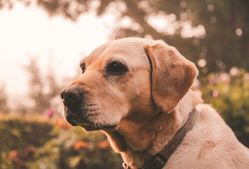 selective focus photo of adult yellow labrador retriever dF