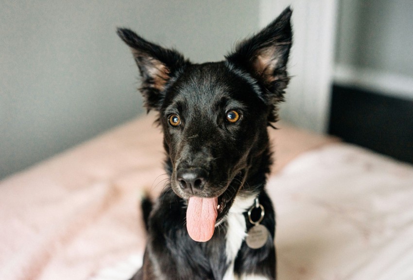 black and white short coated dog