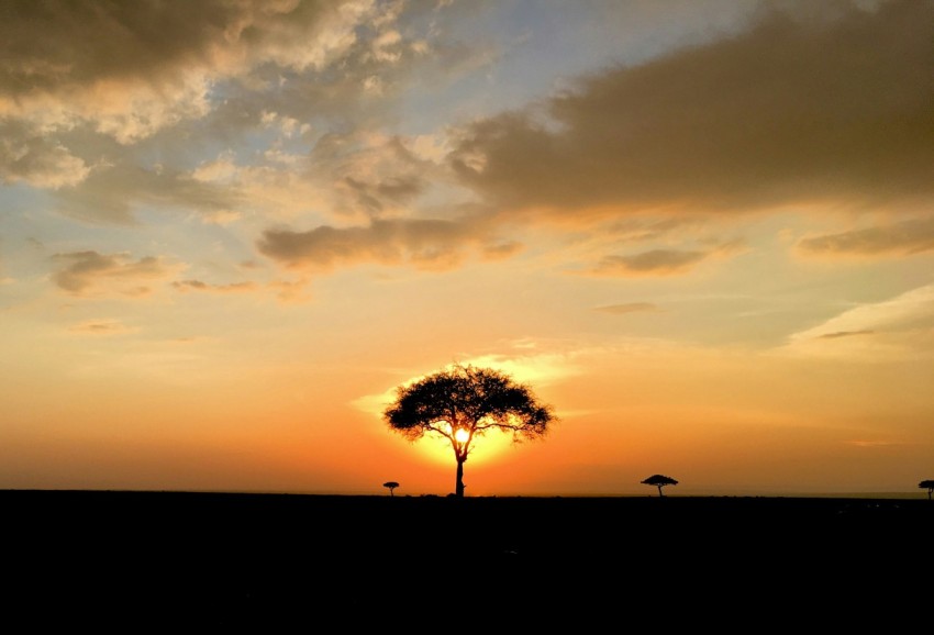 several trees during golden hour