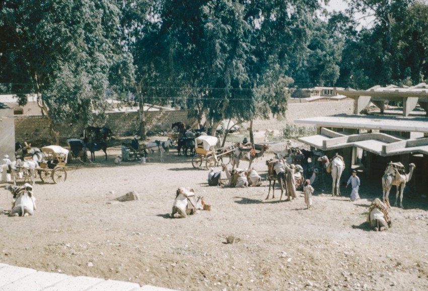 a group of people standing around a group of animals