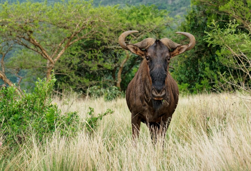 a buffalo in a field