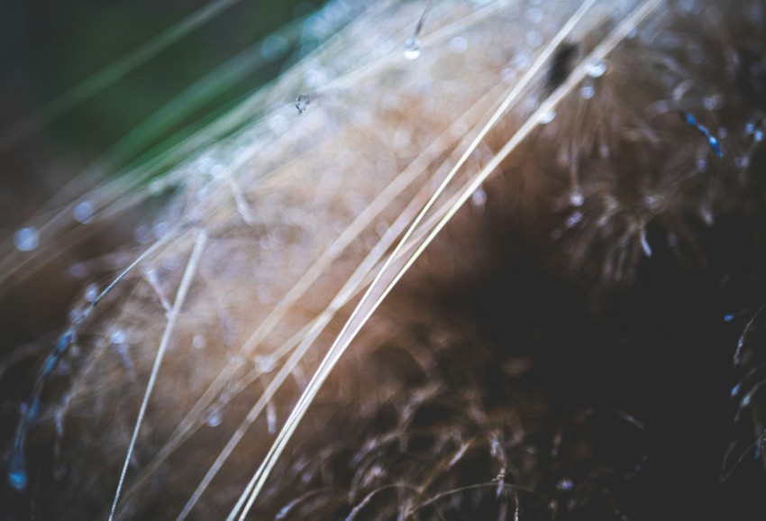 a close up of a flower with a blurry background