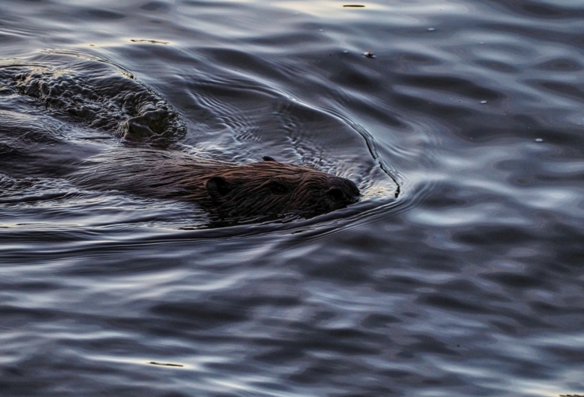 a beaver swimming in a body of water