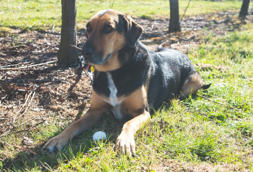 a dog laying in the grass next to a tree