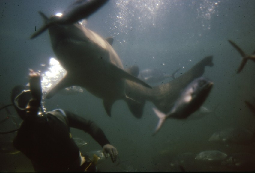 man in black jacket and black pants standing beside black and white shark