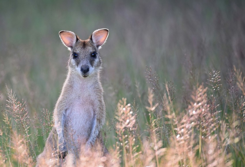 gray kangaroo on grass field ko