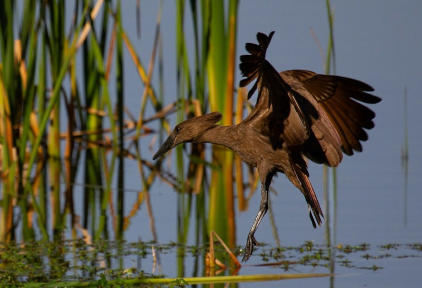 a couple of birds flying over a body of water