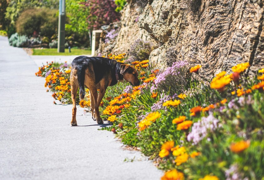 a dog walking down a sidewalk next to flowers