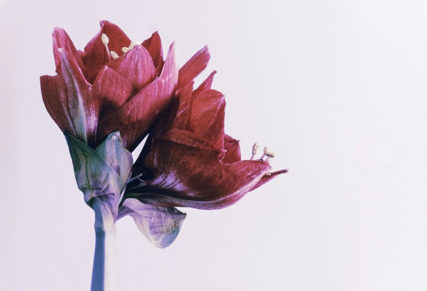 two red flowers on white background