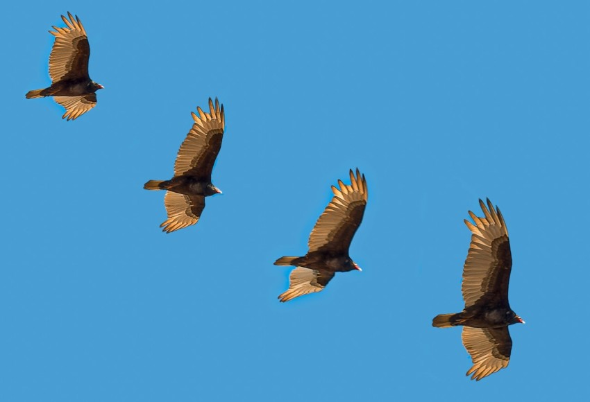 a flock of birds flying through a blue sky