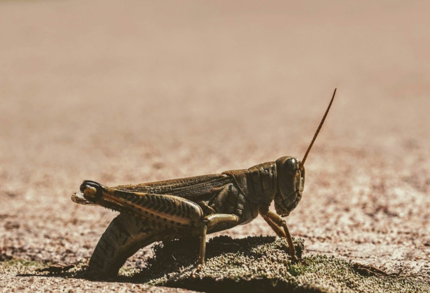 brown grasshopper