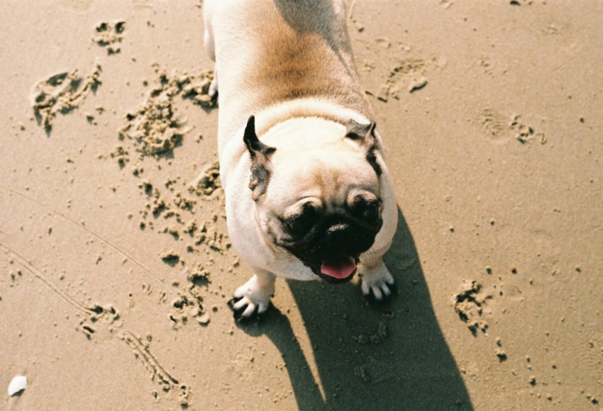 adult fawn pug on sand