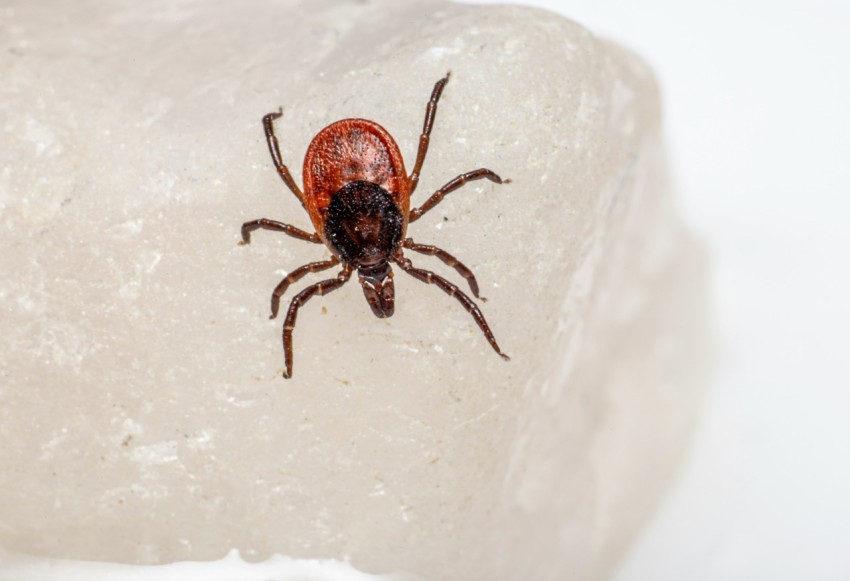 a bug sitting on top of a piece of ice