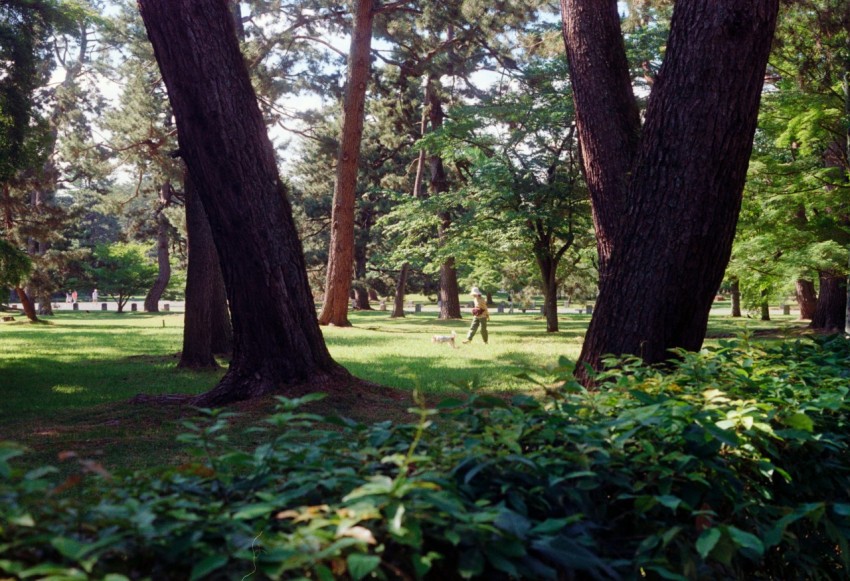 a park filled with lots of trees and grass