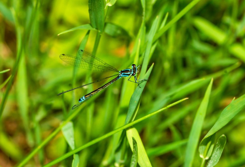 a blue dragonfly sitting on top of a green grass covered field bbD