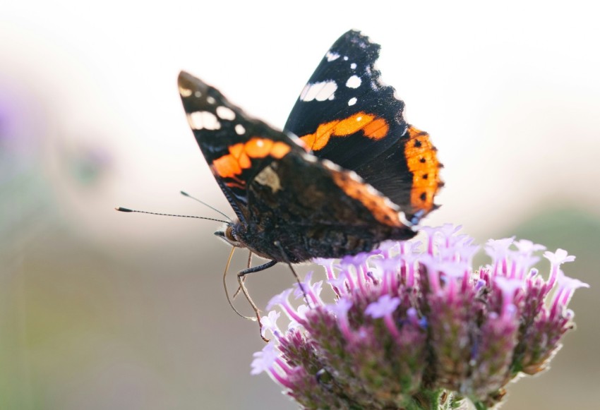 two butterflies sitting on top of a purple flower