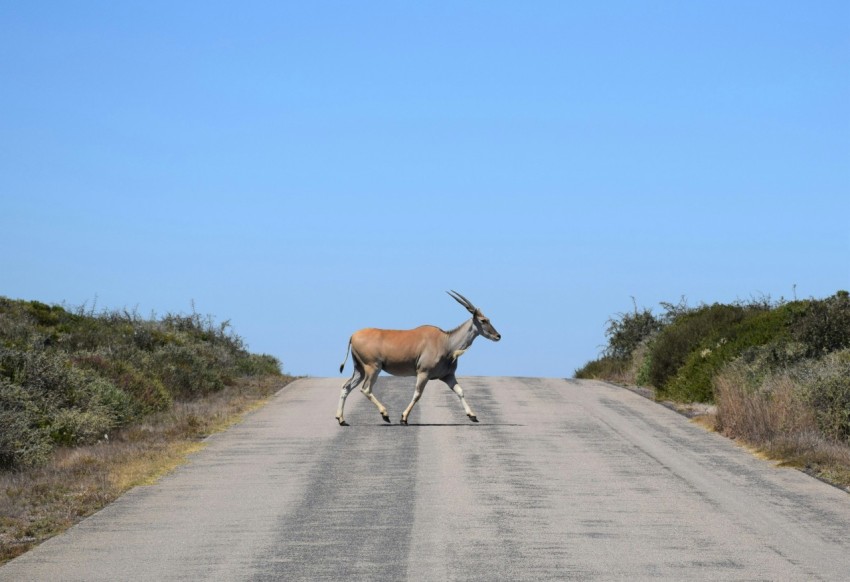 an antelope crossing a road in the middle of nowhere d0J4wa_