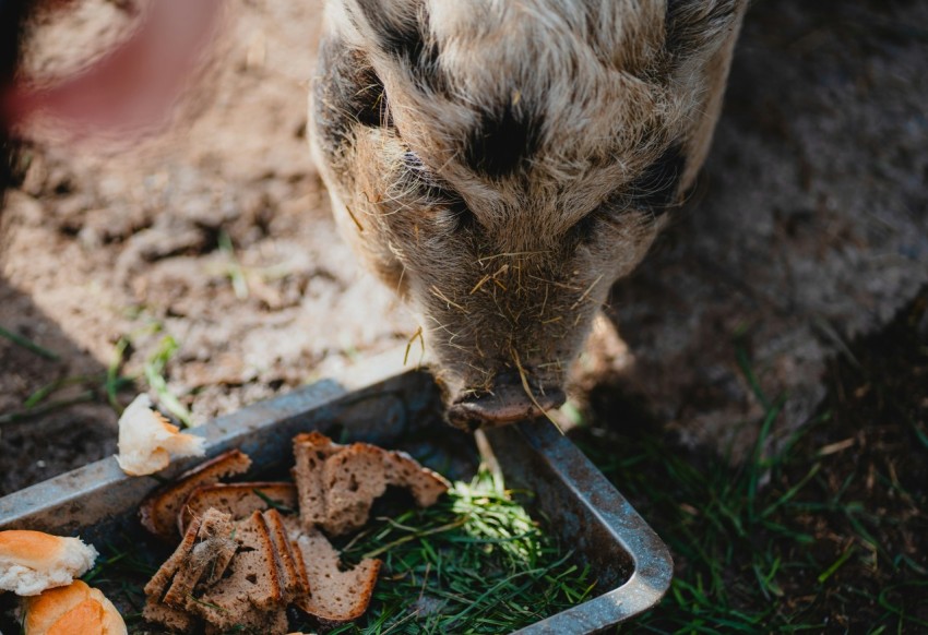 a close up of a small animal eating food