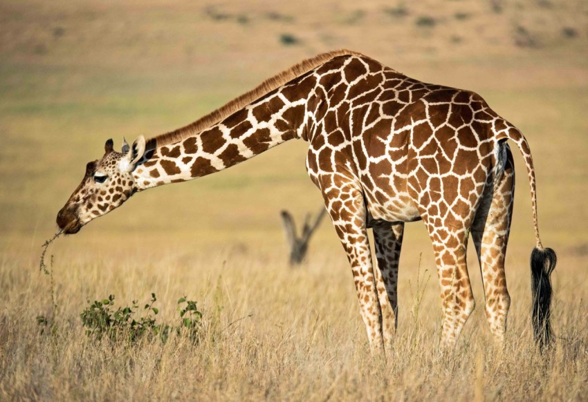 brown giraffe eating grass