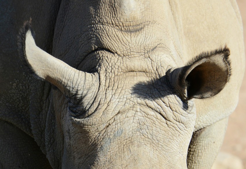 gray rhinoceros