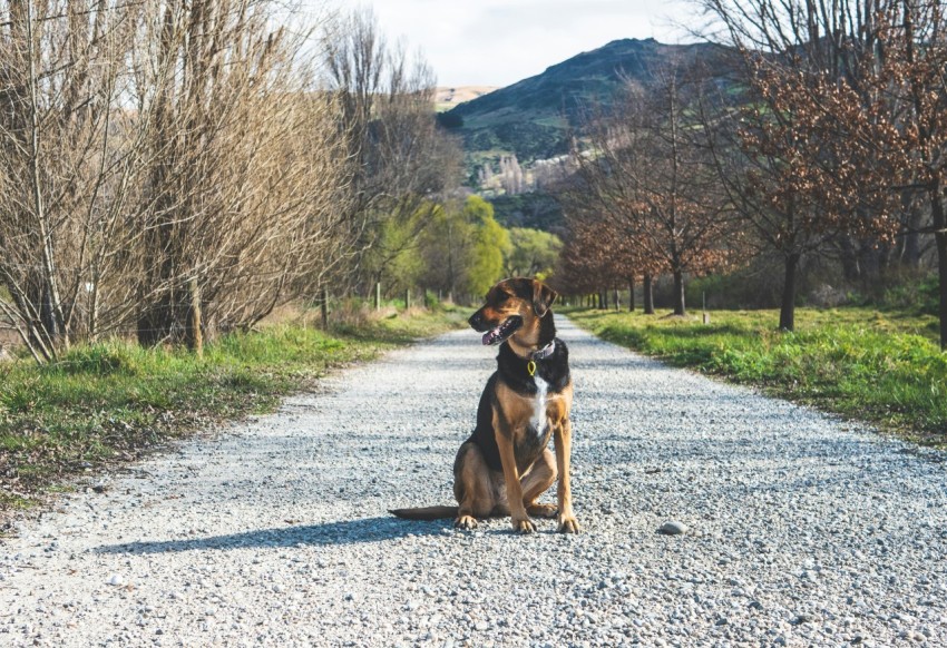 a dog sitting on the side of a gravel road