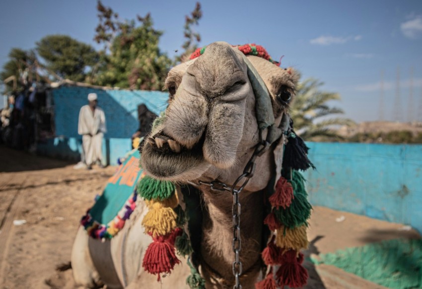 a close up of a camel with a man in the background hqccJsaM