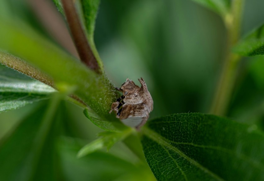 a close up of a green leaf with a bug on it