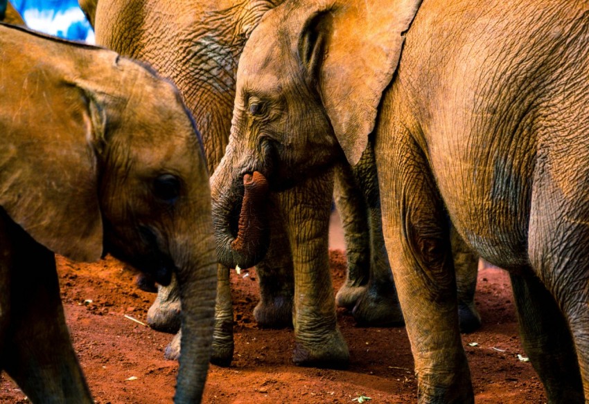 two gray elephants standing on brown sands 856