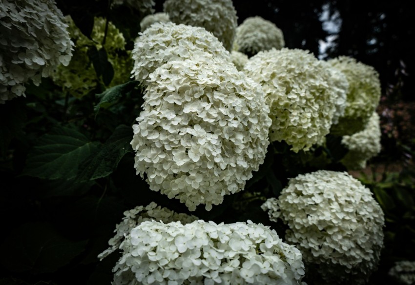 a bunch of white flowers in a garden