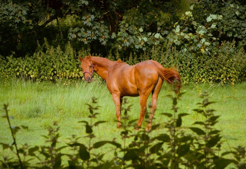 a brown horse standing on top of a lush green field