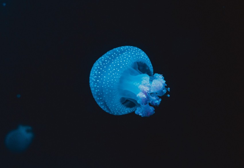 jellyfish swimming in water