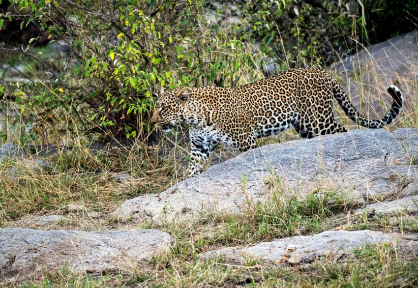 brown and black leopard walking on gray rock during daytime