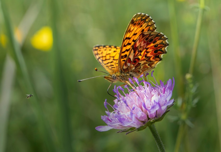 a butterfly sitting on top of a purple flower