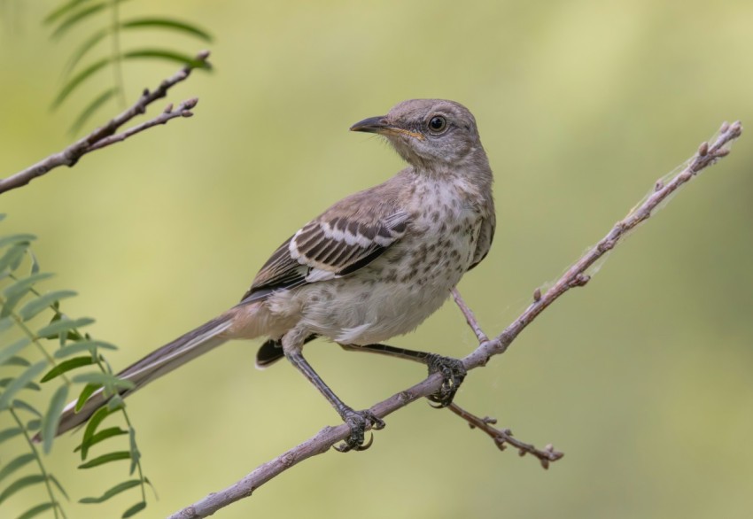 a small bird perched on a tree branch YG0_xUqH