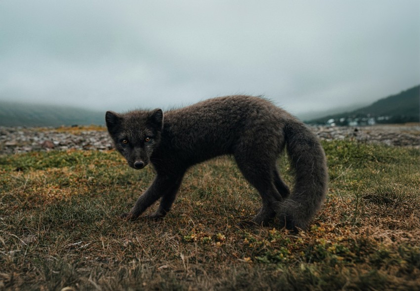 a black wolf standing on top of a grass covered field