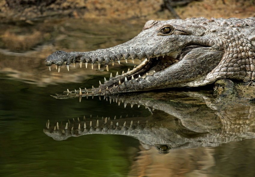 grey alligator