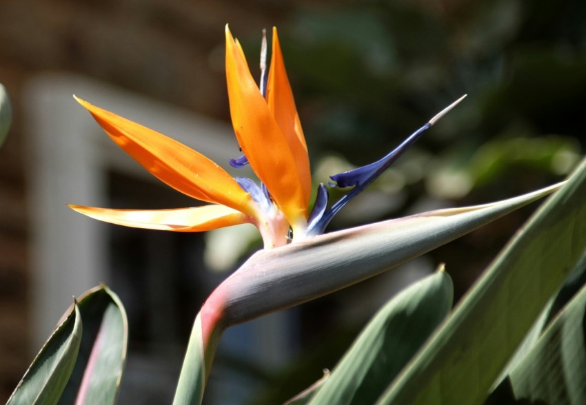 orange and green birds of paradise in bloom during daytime