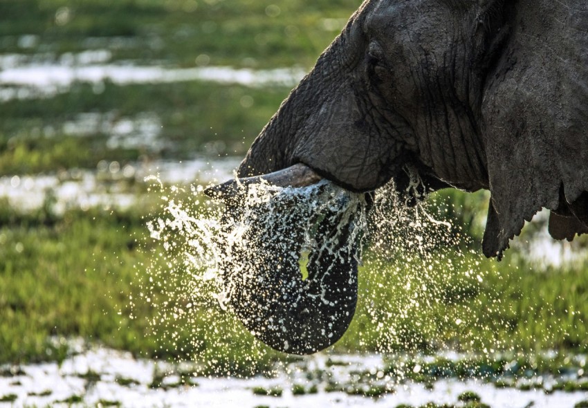 gray elephant drinking water during daytime