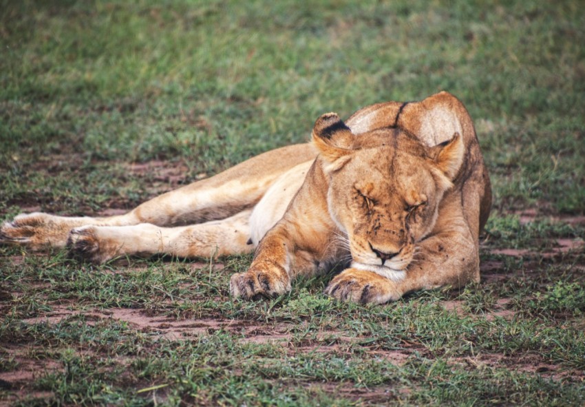 a lion laying on the ground in the grass