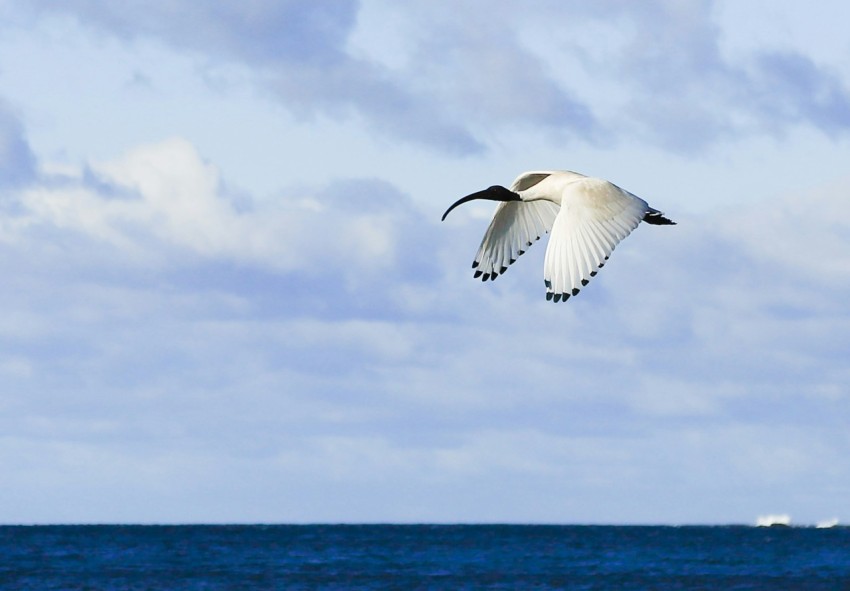 a seagull flying over the ocean on a cloudy day