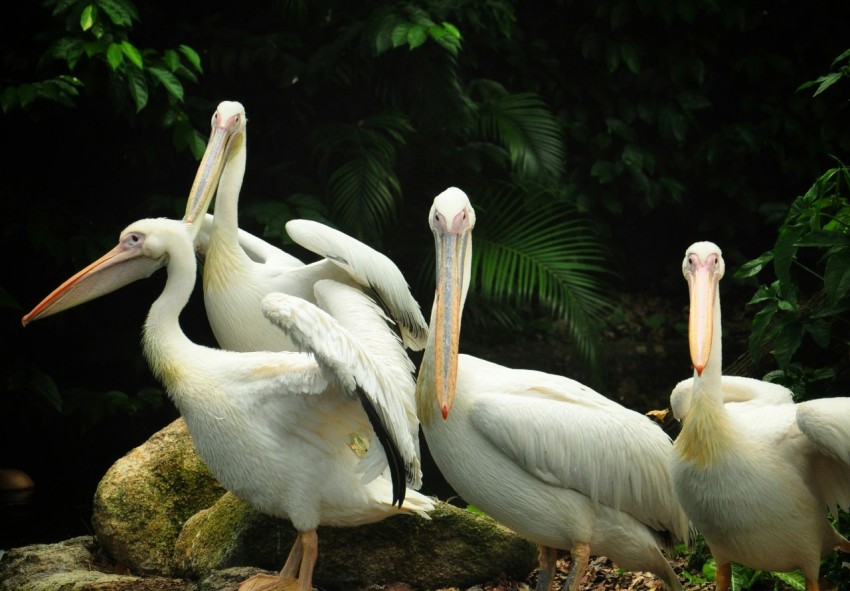 four white pelican birds