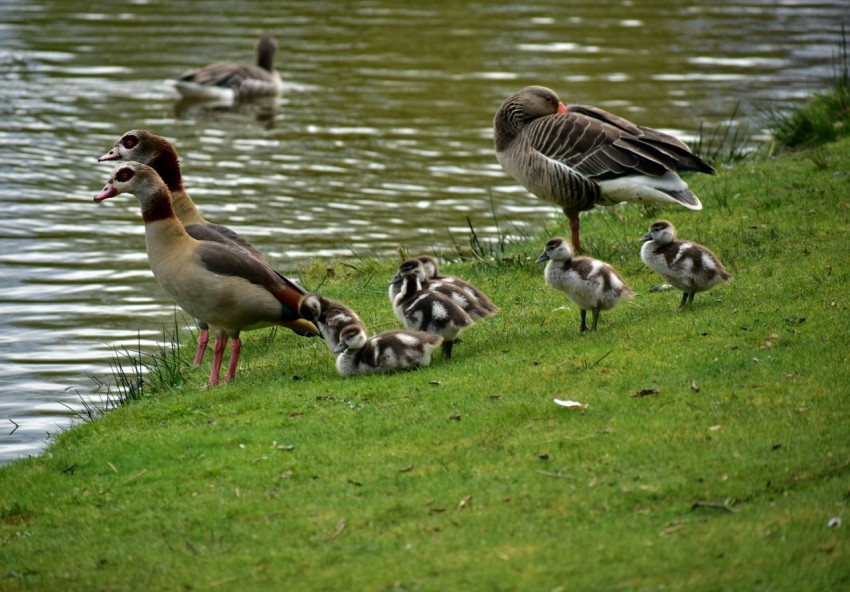 a group of ducks by a body of water