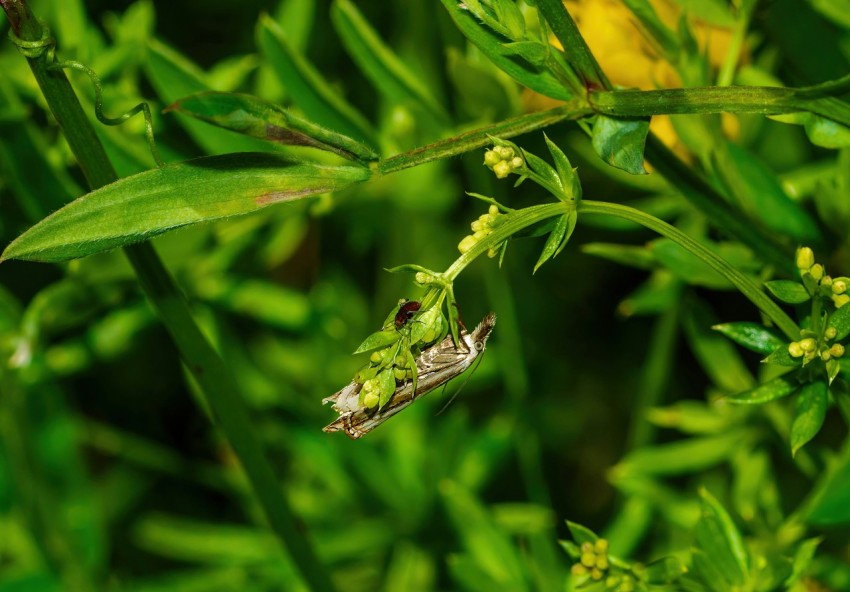 a bug crawling on a green leafy plant